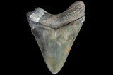 Serrated, Fossil Megalodon Tooth - Interesting Color #77376-2
